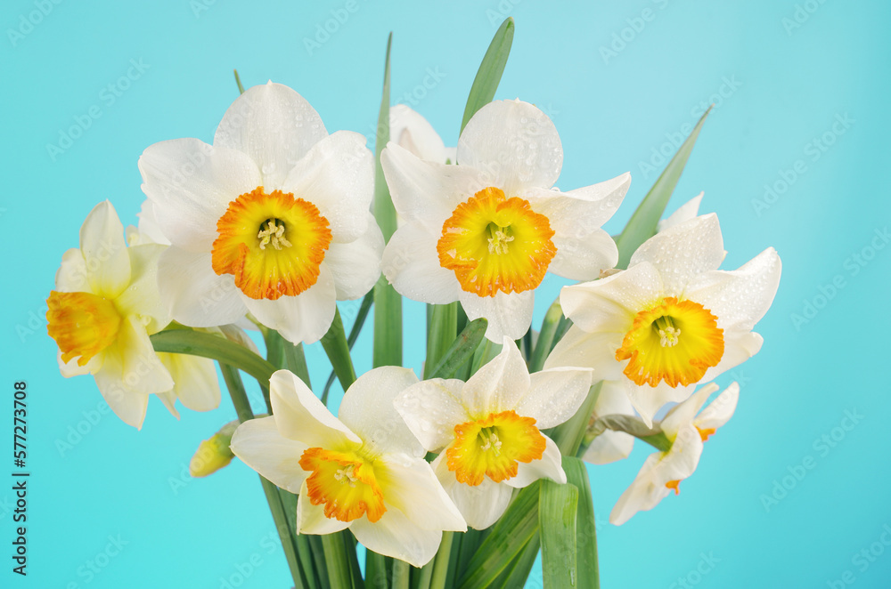 Bouquet of white daffodils on a green-blue background. Bouquet of white daffodils on a green-blue background.