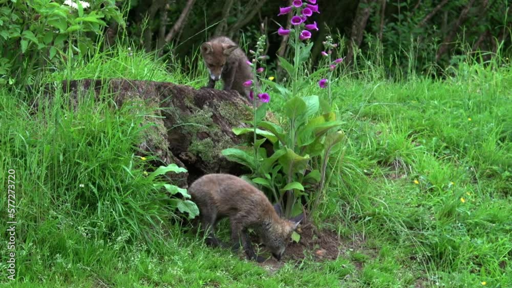 Red Fox, vulpes vulpes, Cub standing in Den Entrance, Normandy in France, Real Time