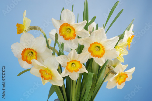 Fototapeta Naklejka Na Ścianę i Meble -  Bouquet of white daffodils on a green-blue background. 