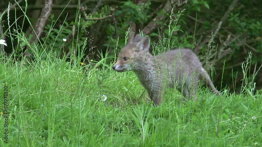 Red Fox, vulpes vulpes, Cub standing on Grass, Normandy in France, Real Time Red Fox, vulpes vulpes, Cub standing on Grass, Normandy in France, Real Time