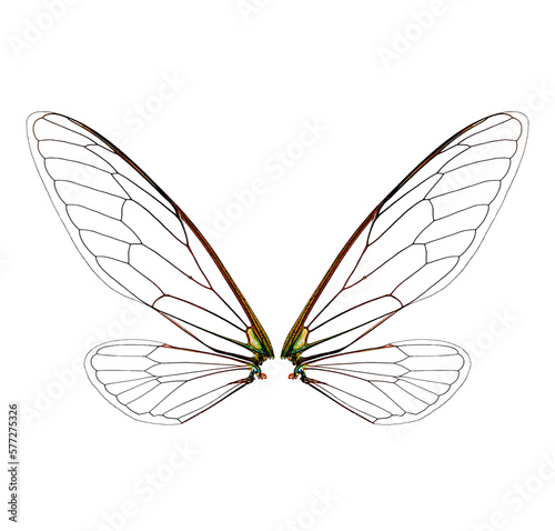 cicada insect wings on a white background,isolated