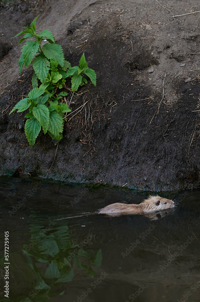 american nutria in its aquatic environment