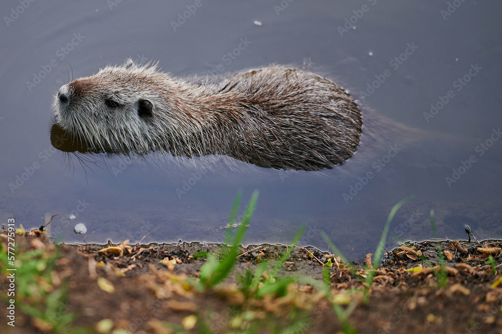 american nutria in its aquatic environment