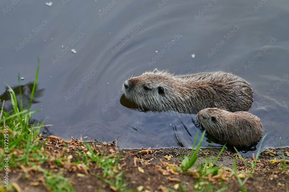 american nutria in its aquatic environment american nutria in its aquatic environment
