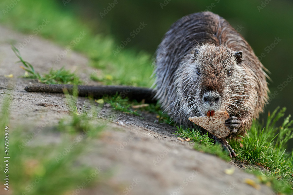 american nutria in its aquatic environment
