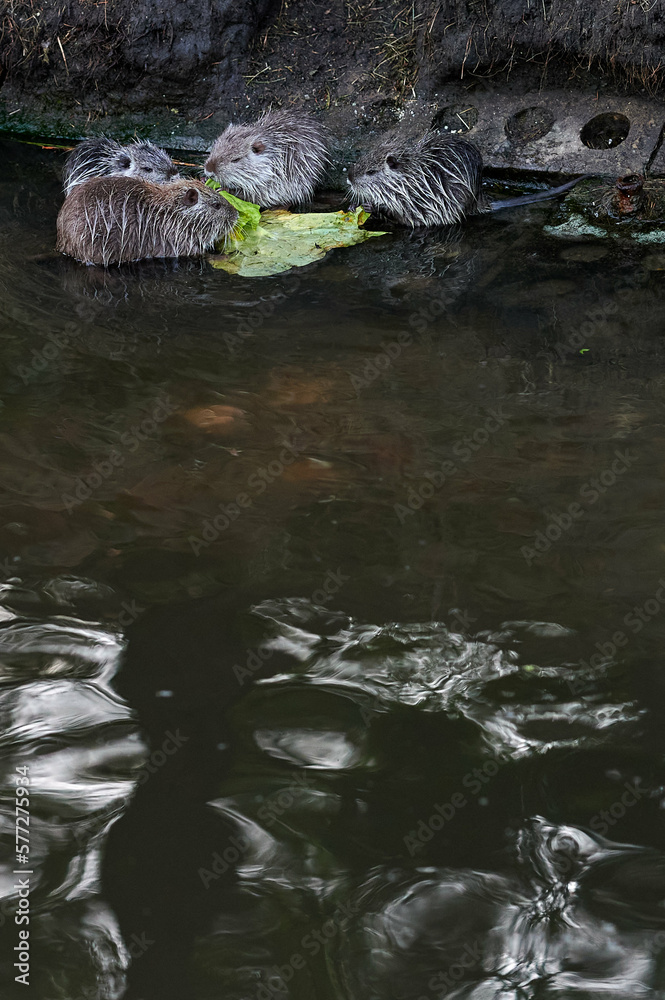 american nutria in its aquatic environment