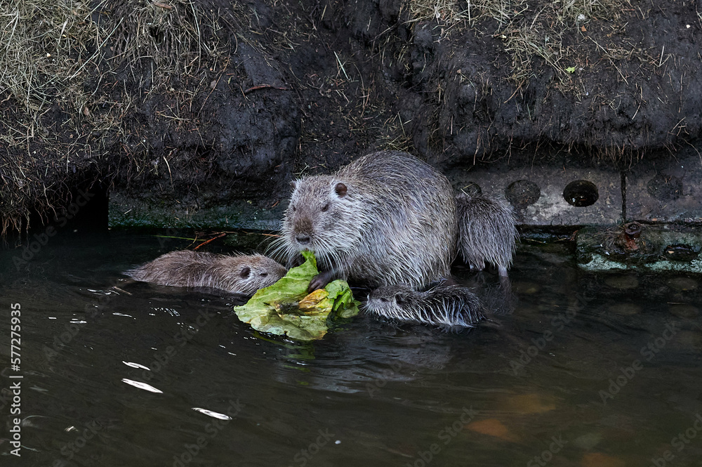 american nutria in its aquatic environment