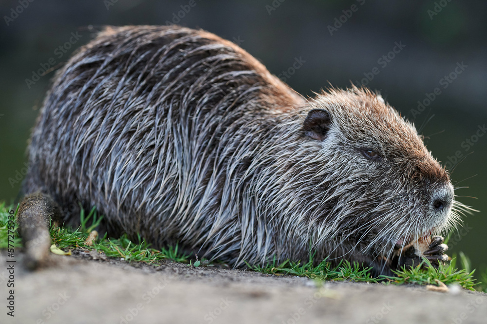 american nutria in its aquatic environment american nutria in its aquatic environment