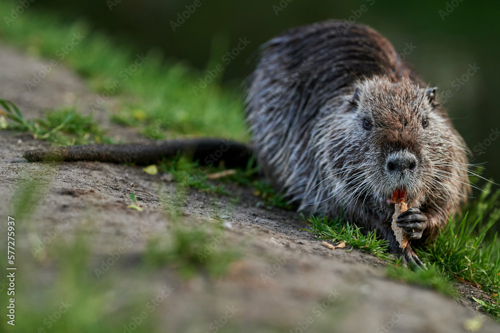 american nutria in its aquatic environment