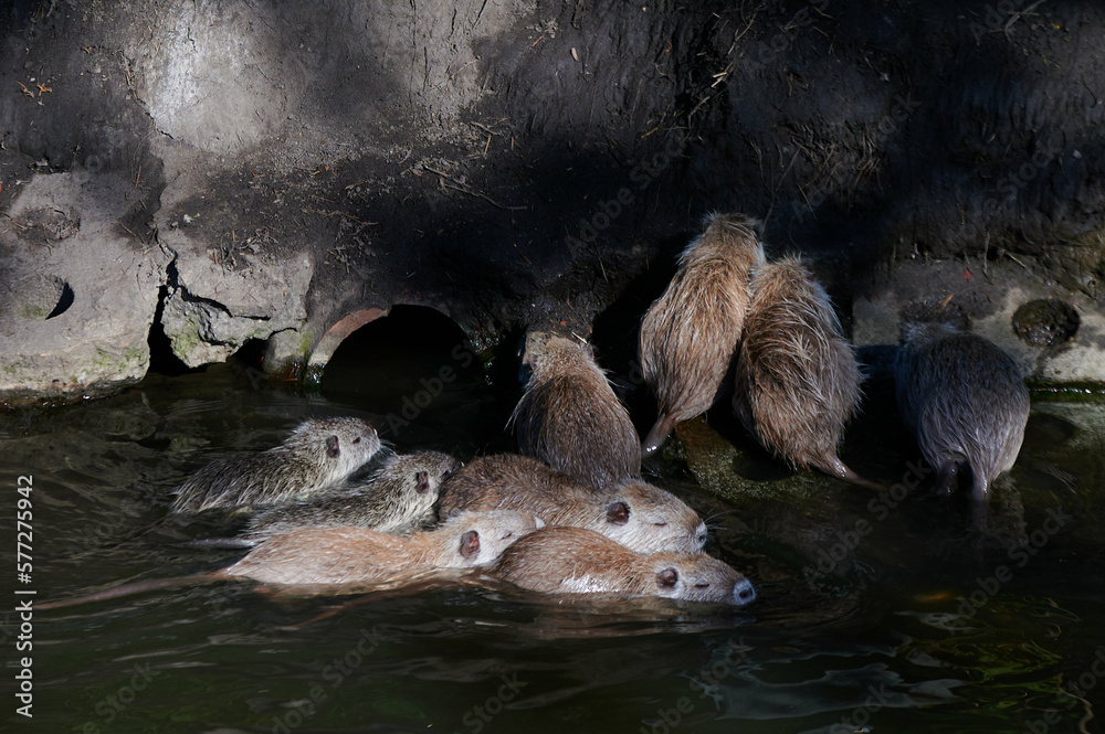american nutria in its aquatic environment american nutria in its aquatic environment