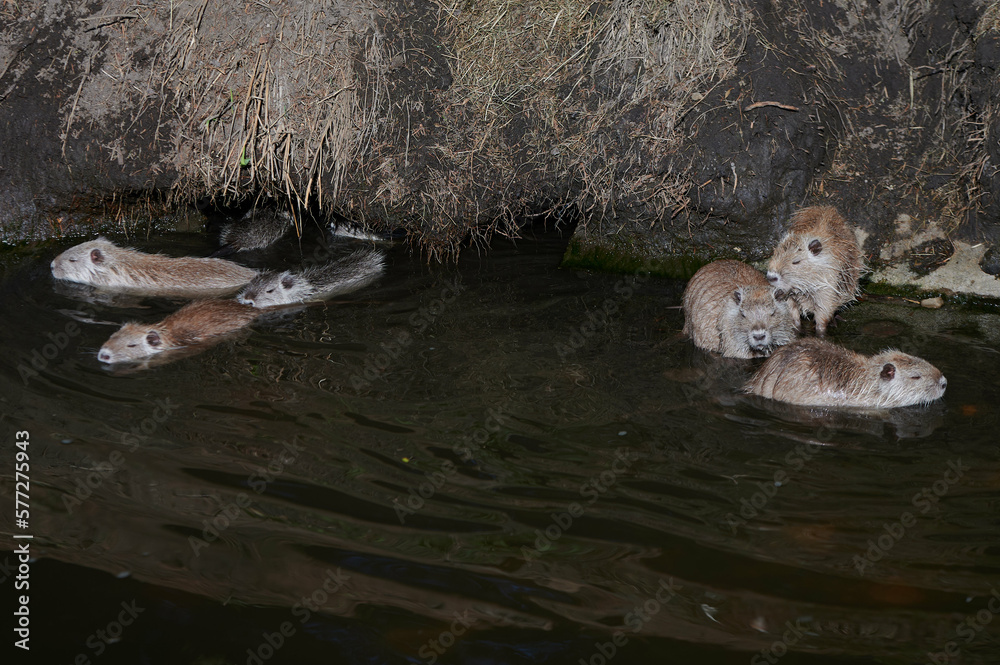 american nutria in its aquatic environment
