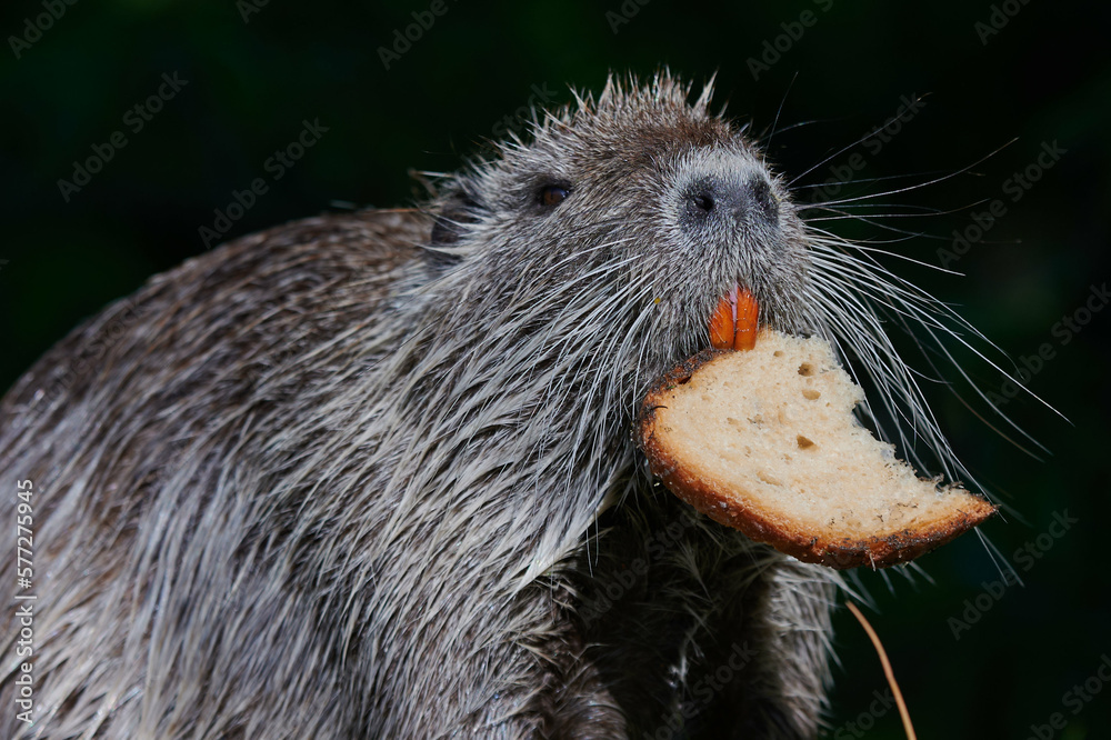american nutria in its aquatic environment