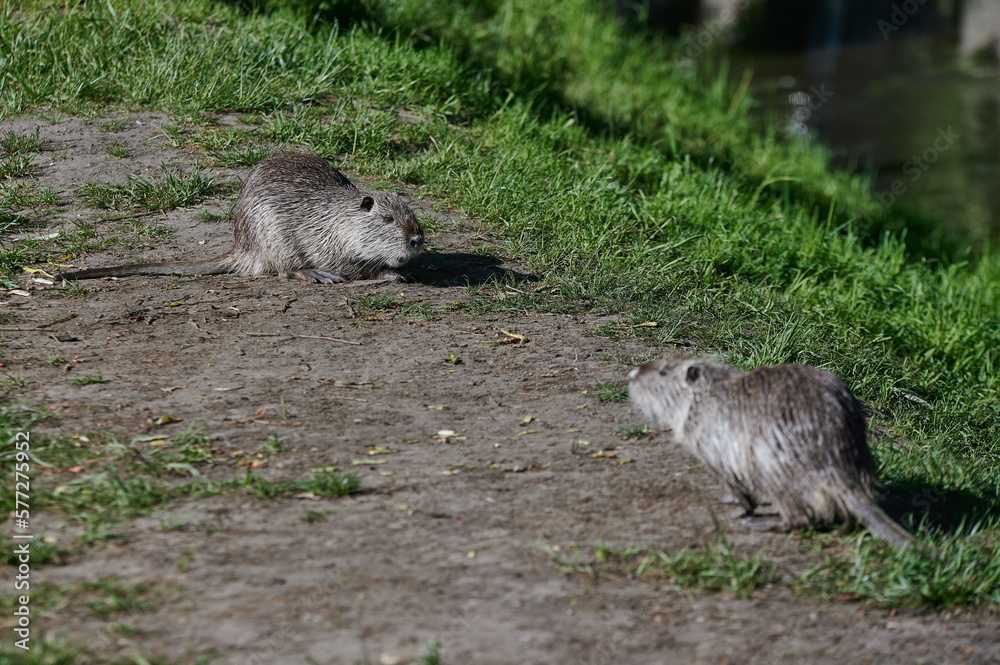 american nutria in its aquatic environment