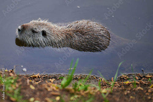 Obraz na płótnie american nutria in its aquatic environment w salonie