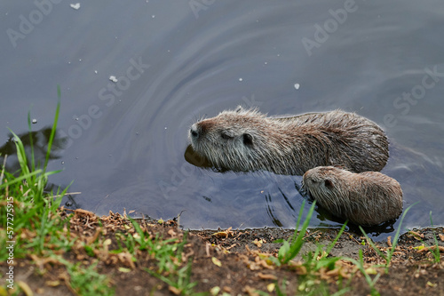Obraz na płótnie american nutria in its aquatic environment w salonie