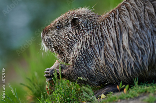 american nutria in its aquatic environment