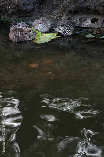 Obraz na płótnie american nutria in its aquatic environment w salonie