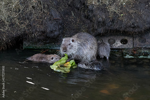 Obraz na płótnie american nutria in its aquatic environment w salonie