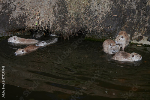 Obraz na płótnie american nutria in its aquatic environment w salonie