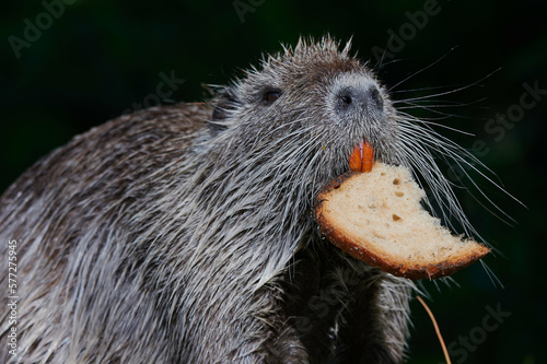 Obraz na płótnie american nutria in its aquatic environment w salonie