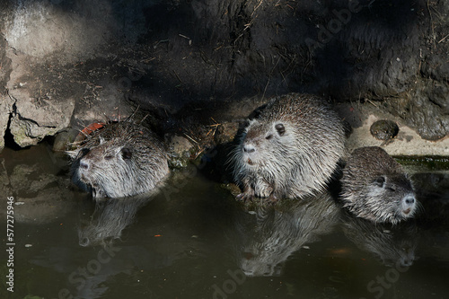 american nutria in its aquatic environment