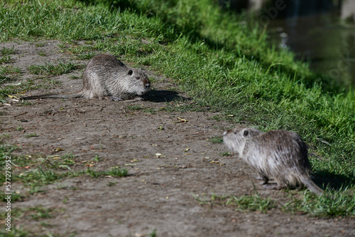 Obraz na płótnie american nutria in its aquatic environment w salonie