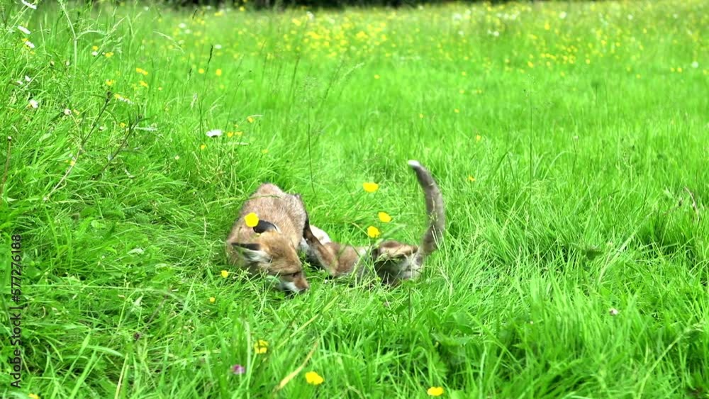 Red Fox, vulpes vulpes, Cub playing on Grass, Normandy in France, Real Time Red Fox, vulpes vulpes, Cub playing on Grass, Normandy in France, Real Time