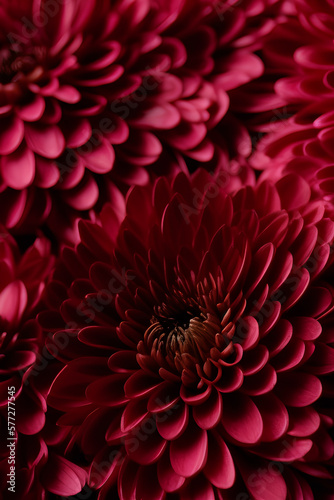 Chrysanthemum Flowers Background © KiranHarak