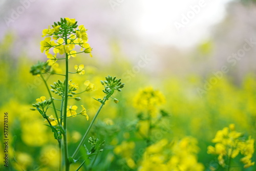 菜の花と桜