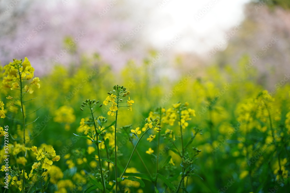 Obraz premium 山吹の花、山吹、黄色、花、菜の花、桜、日本、春、植物、野外、公園、景色、フレーム、背景、緑、自然、風、花びら、枝、黒、覗く、空、影、一面、日本、風景、ナチュラル、3月、4月、ピンク、黄緑、