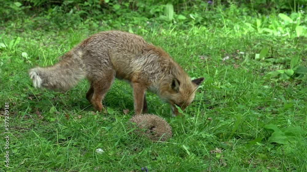 Red Fox, vulpes vulpes, Adult female and European Hedgehog, erinaceus europaeus, in the forest among foliage, Normandy in France, Real Time Red Fox, vulpes vulpes, Adult female and European Hedgehog, erinaceus europaeus, in the forest among foliage, Normandy in France, Real Time