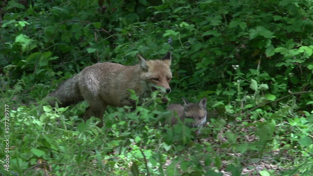 Red Fox, vulpes vulpes, Mother and Cub walking in the forest among foliage, Normandy in France, Real Time Red Fox, vulpes vulpes, Mother and Cub walking in the forest among foliage, Normandy in France, Real Time