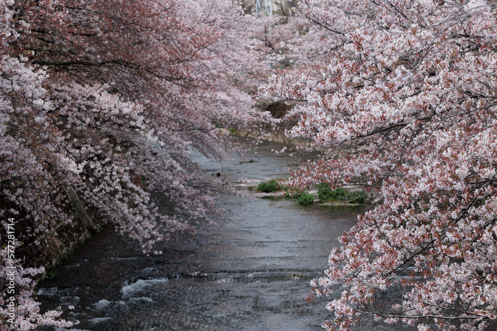 川と桜 川と桜