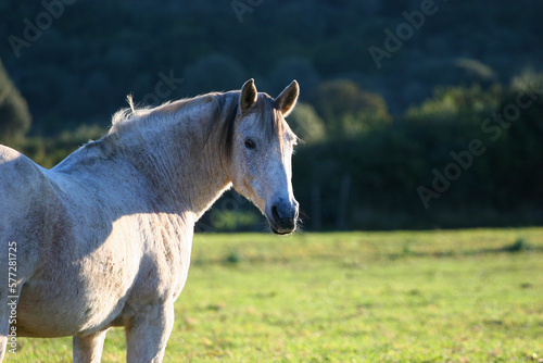 Corse du Sud-Murtoli Cheval blanc