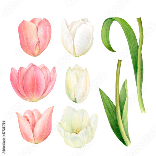 Watercolour painting of white and pink tulips and their leaves detailed and isolated on a white background