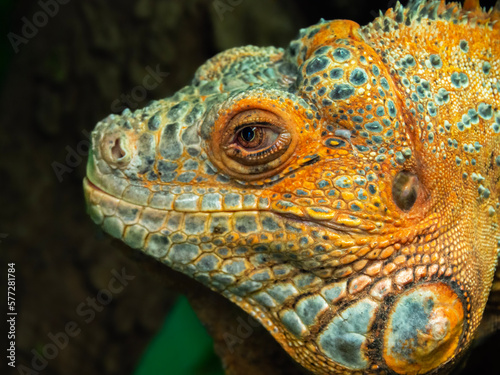 The head of an iguana