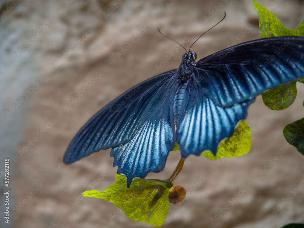blue morphine - a tropical butterfly blue morphine - a tropical butterfly