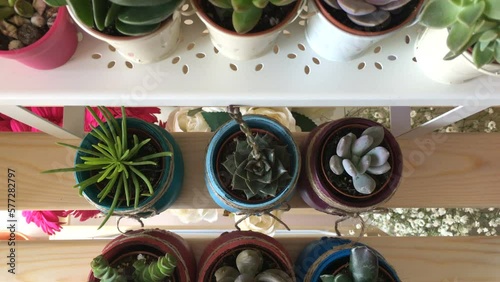 lots of succulent cactus flowers in colorful pots