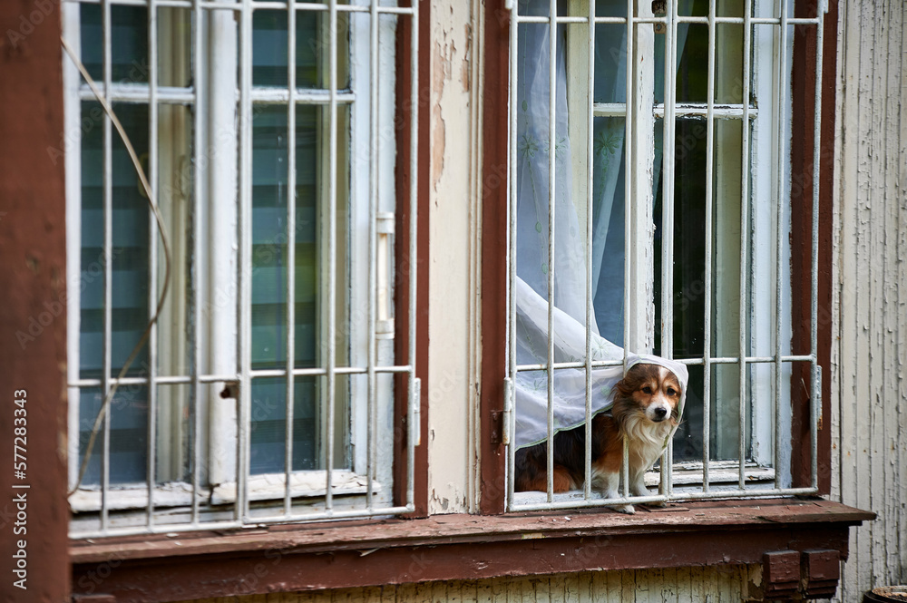 A dog in the window of a wooden house of the