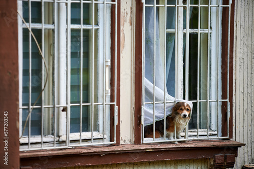 Obraz na płótnie A dog in the window of a wooden house of the