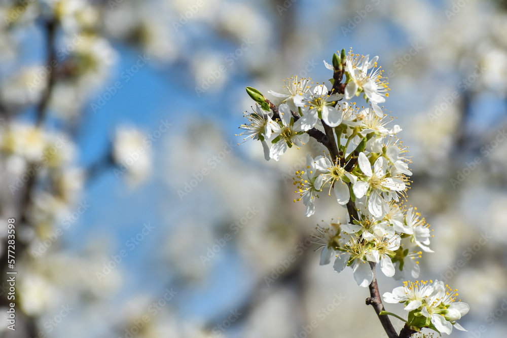 Trees in full bloom in spring, plum branches in full bloom