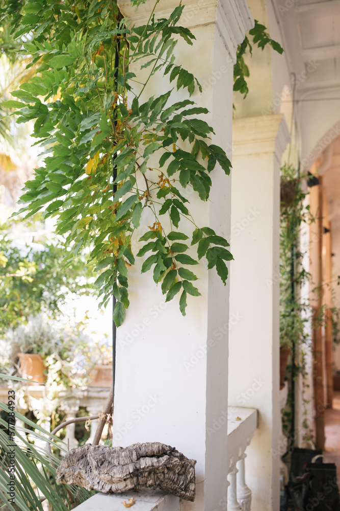 Plants Growing Against Column on White Front Porch in Costa Brav