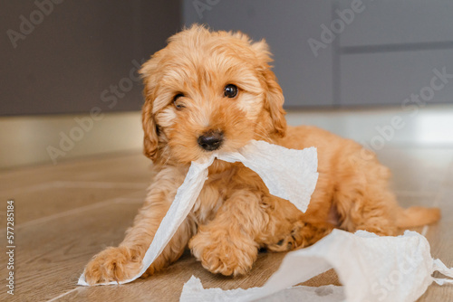 Fotografia Maltipu puppy tears paper napkins and scatters them on the floor