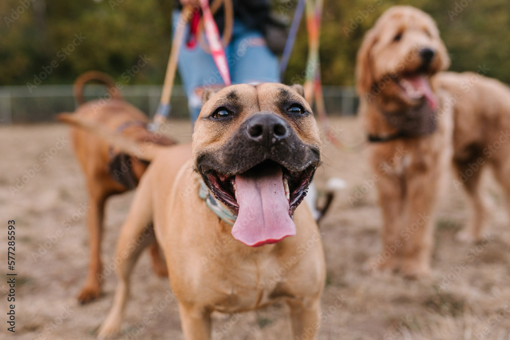 Happy Boxer Mastiff mix smiling with tongue out and other dogs