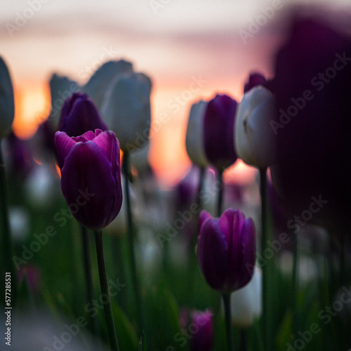 Closeup of purple and white tulips on a tulip field photo