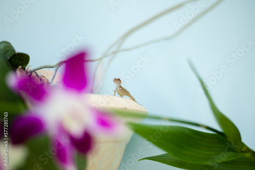 Gecko in a flower planter in Puerto Rico