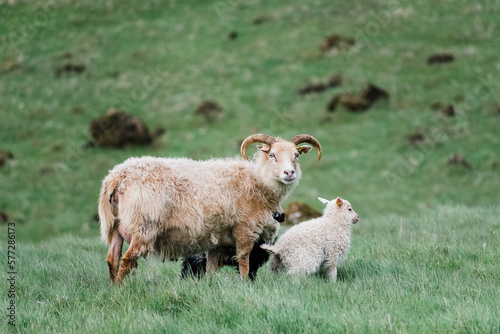 Sights of Iceland Roadtrip : Icelandic sheep