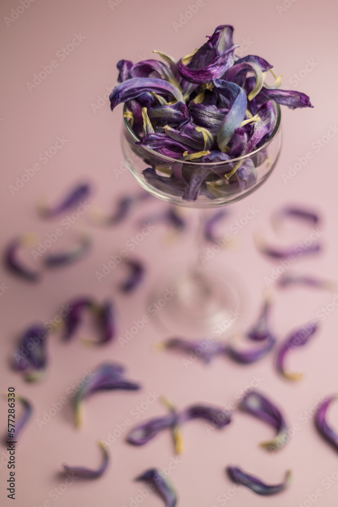 Purple dried tulip petals in champagne glass Purple dried tulip petals in champagne glass