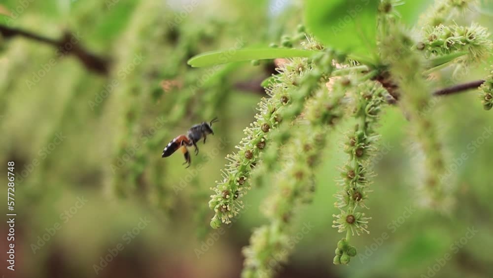 bees collecting pollen Slow motion close-up bees collecting pollen Slow motion close-up