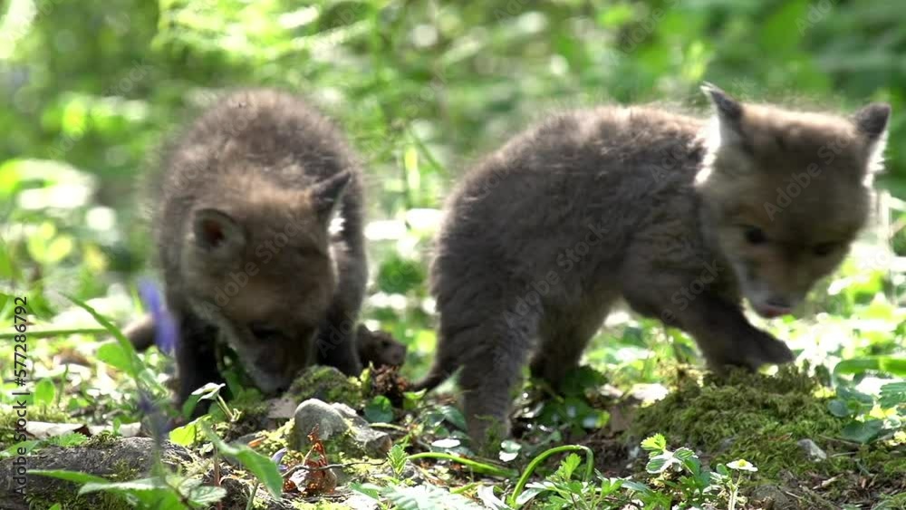 Red Fox, vulpes vulpes, cub playing in the forest and haveing an aggressive behavior, Normandy in France, Real Time Red Fox, vulpes vulpes, cub playing in the forest and haveing an aggressive behavior, Normandy in France, Real Time